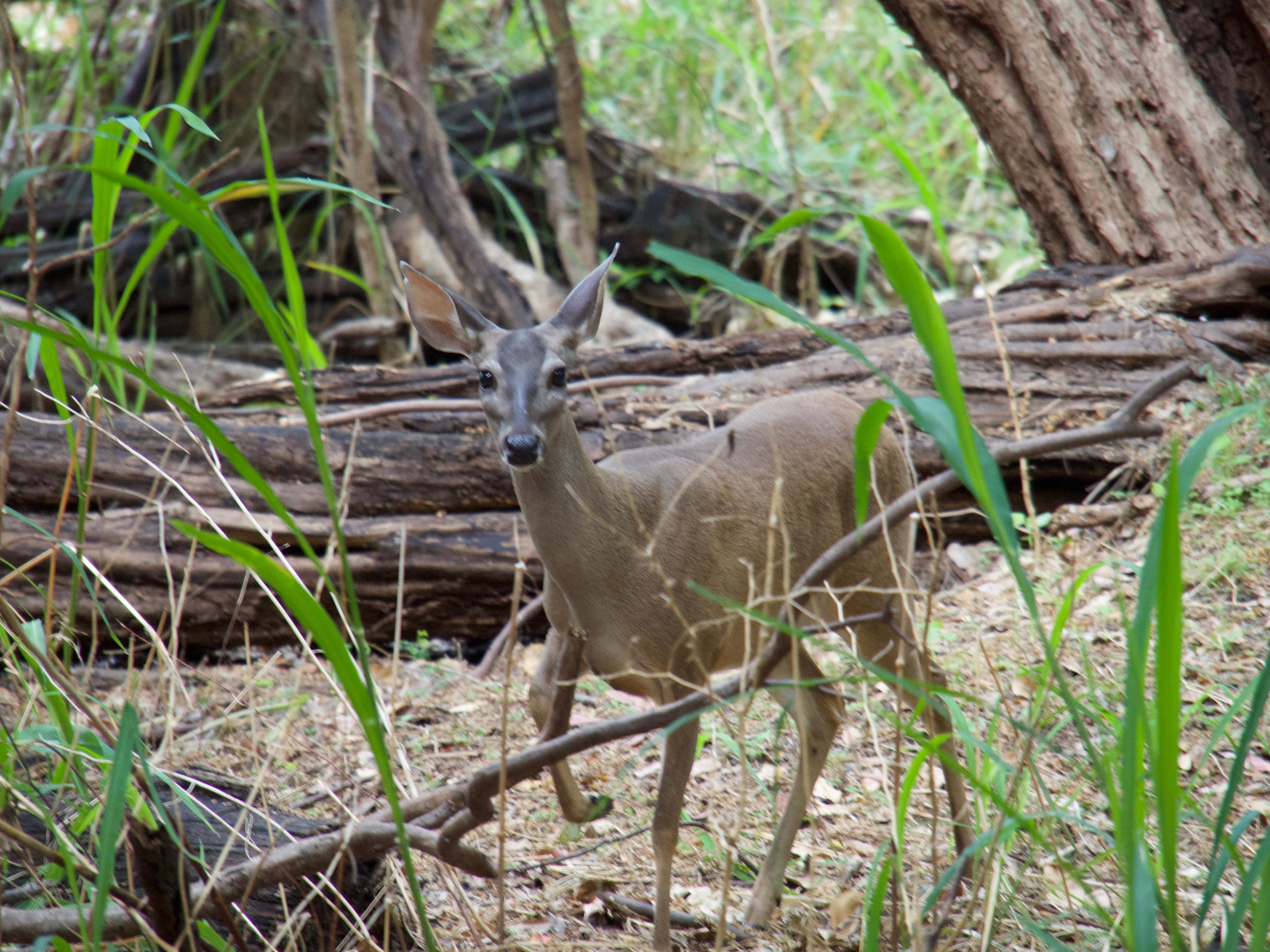 A white-tailed deer standing alert in the dense forest of Yucatan, Mexico, surrounded by trees and tall grass. 