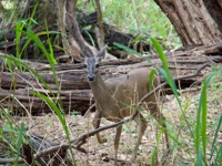 A white-tailed deer standing alert in the dense forest of Yucatan, Mexico, surrounded by trees and tall grass. 