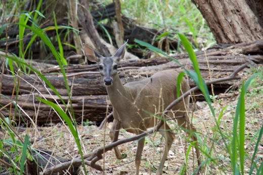 A white-tailed deer standing alert in the dense forest of Yucatan, Mexico, surrounded by trees and tall grass. 