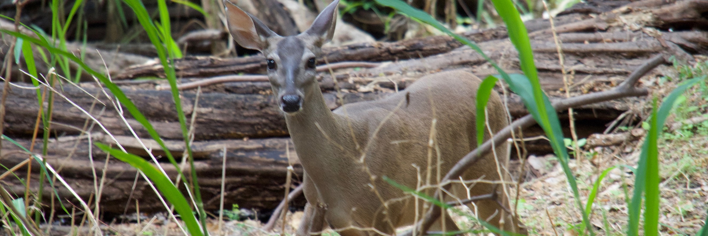 A white-tailed deer standing alert in the dense forest of Yucatan, Mexico, surrounded by trees and tall grass. 
