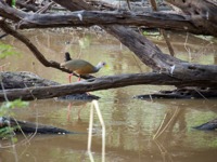 A colourful water bird perched on a tree branch above a swamp in the Yucatan wetlands, showcasing local wildlife in Rio Lagartos, Mexico. 