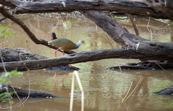 A colourful water bird perched on a tree branch above a swamp in the Yucatan wetlands, showcasing local wildlife in Rio Lagartos, Mexico. 
