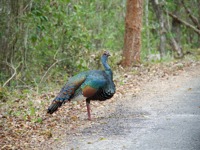 An ocellated turkey with vibrant plumage stands on a forest path in the Yucatan Peninsula, Mexico. 