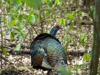Close-up of an ocellated turkey with shimmering feathers in the tropical forest of the Yucatan Peninsula, Mexico. 