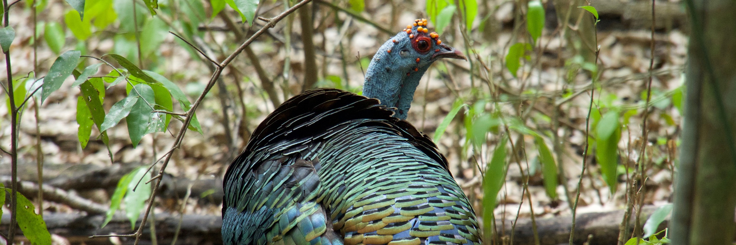 Close-up of an ocellated turkey with shimmering feathers in the tropical forest of the Yucatan Peninsula, Mexico. 