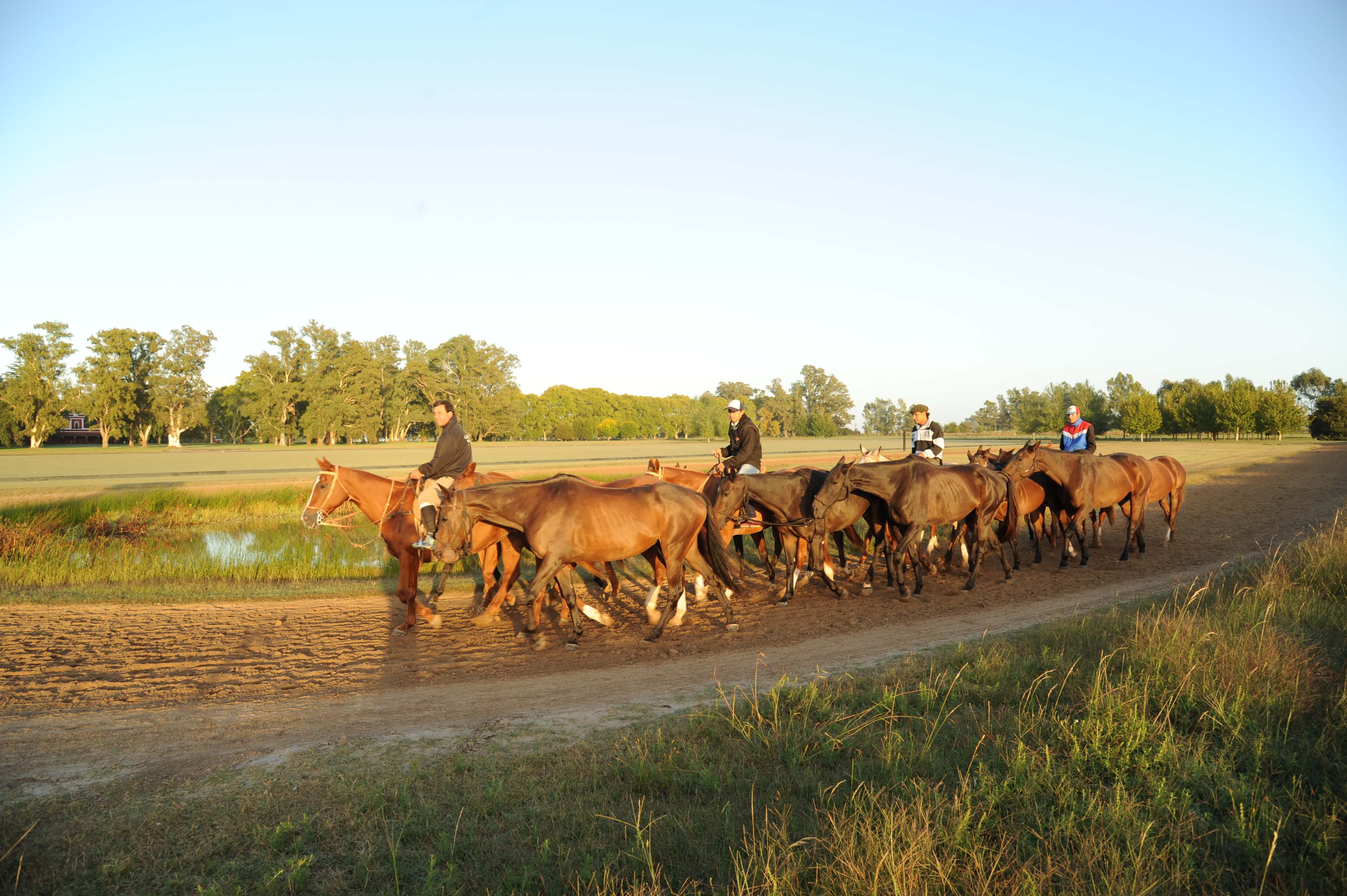 Home of polo ponies