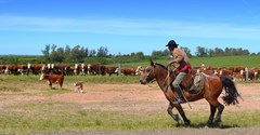 Gaucho dans la Pampa Uruguayenne 