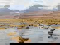 Golden tufts of grass dot a tranquil wetland on the Chilean Altiplano, with distant volcanoes rising under a cloud sky. 