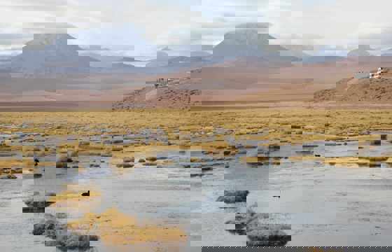 Golden tufts of grass dot a tranquil wetland on the Chilean Altiplano, with distant volcanoes rising under a cloud sky. 