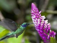 Central America, Costa Rica -  A hummingbird feeds from a vibrant tropical flower in the lush rainforest. 