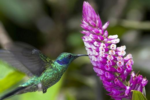 Central America, Costa Rica -  A hummingbird feeds from a vibrant tropical flower in the lush rainforest. 