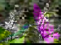 Hummingbird Hovering