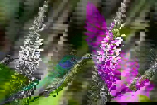 Hummingbird Hovering