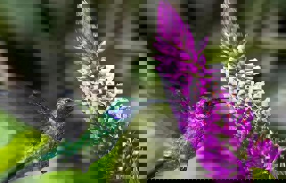 Central America, Costa Rica -  A hummingbird feeds from a vibrant tropical flower in the lush rainforest. 
