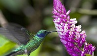 Hummingbird Hovering