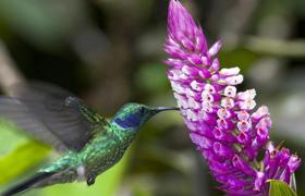 Hummingbird Hovering