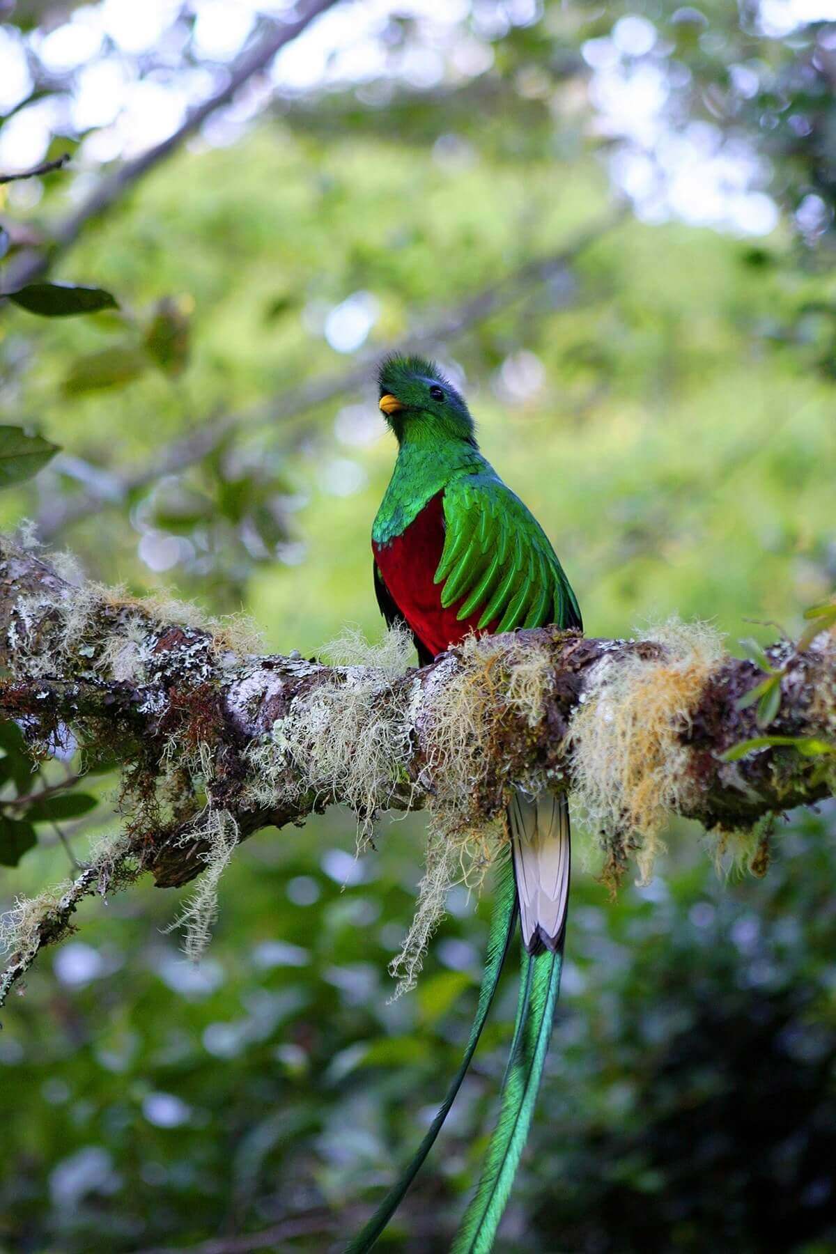 A Quetzal in the rainforest