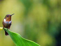 A tiny hummingbird rests gracefully on a board green leaf, glowing in Costa Rica's morning light. 