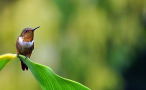 A tiny hummingbird rests gracefully on a board green leaf, glowing in Costa Rica's morning light. 
