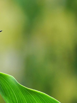 A tiny hummingbird rests gracefully on a board green leaf, glowing in Costa Rica's morning light. 