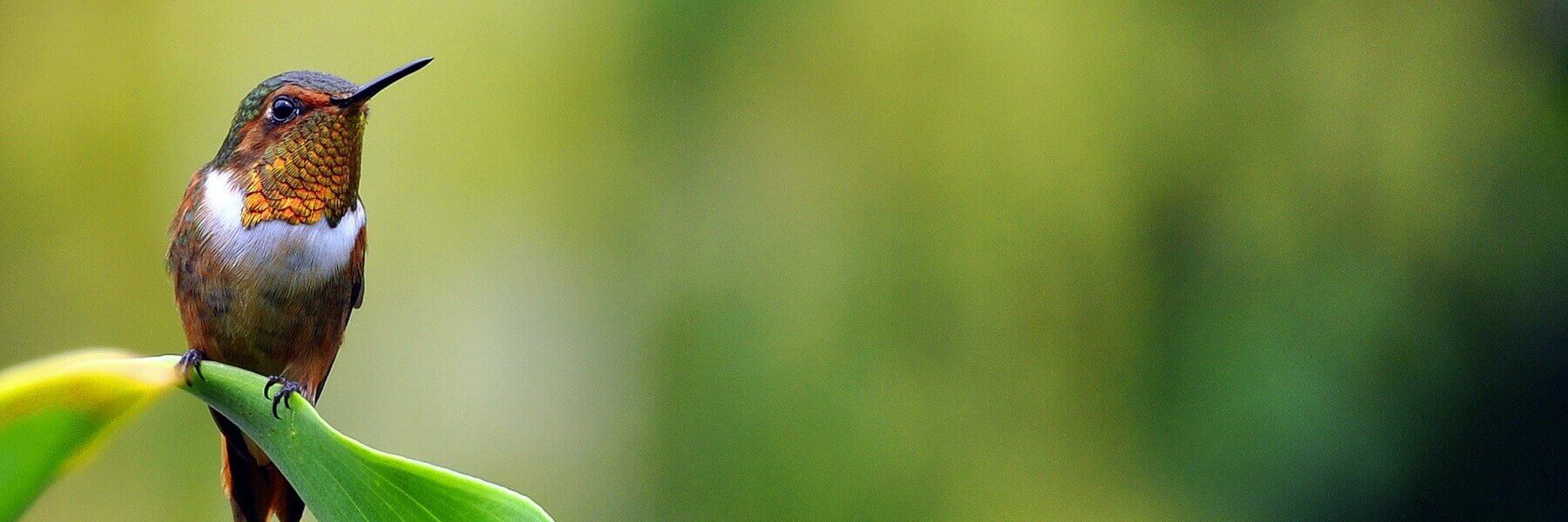 A tiny hummingbird rests gracefully on a board green leaf, glowing in Costa Rica's morning light. 