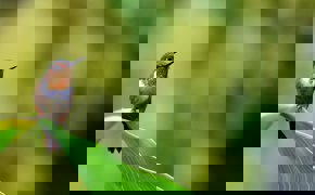 Bird