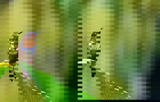 Bird