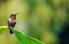 Oiseau au Costa Rica