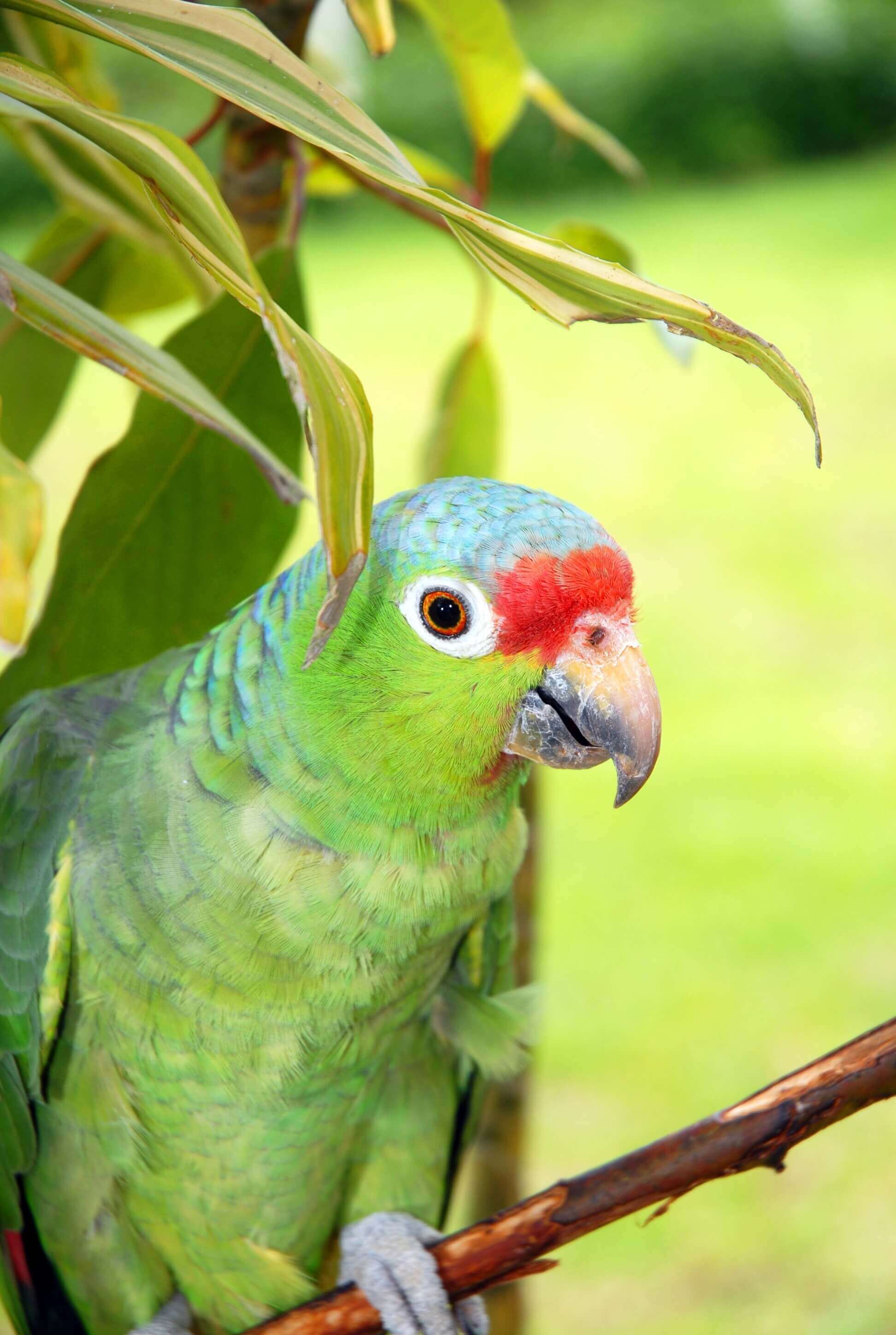Parrot
