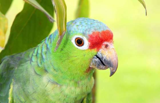 Parrot