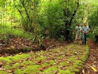  Two guides walk along a moss-covered path surrounded by lush rainforest in Bajos del Toro.  