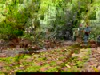 Explore the rainforest