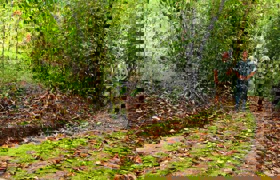 Explore the rainforest