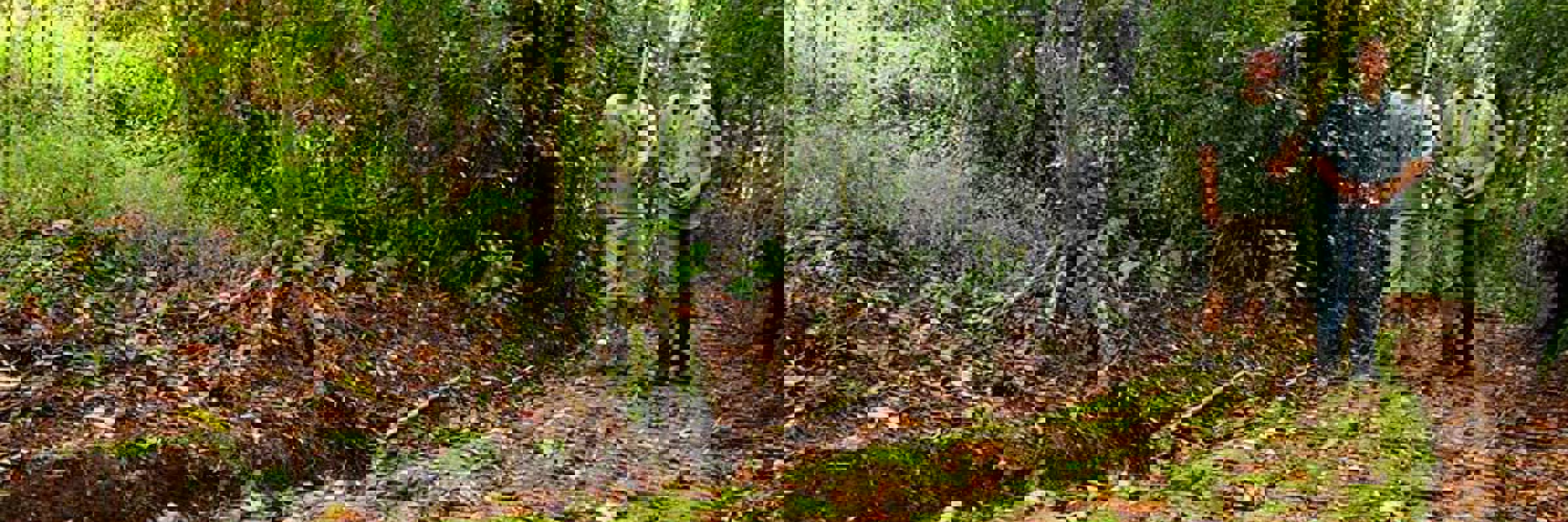 Explore the rainforest
