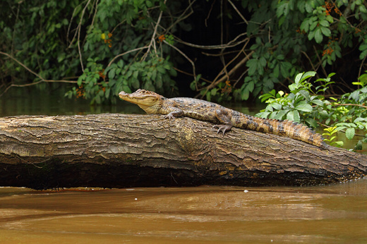 A caiman rests motionless on a log in Cano negro's murky river, blending into the wetland wilderness. 