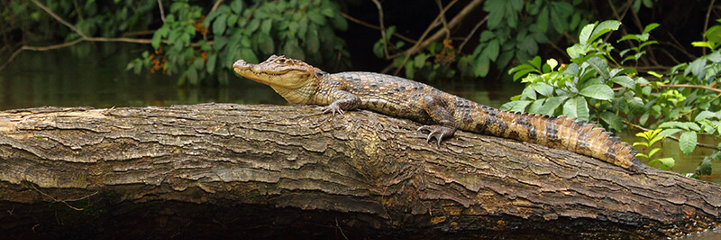 A caiman rests motionless on a log in Cano negro's murky river, blending into the wetland wilderness. 