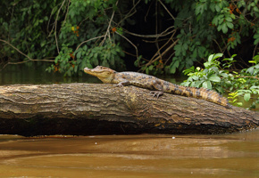 A caiman rests motionless on a log in Cano negro's murky river, blending into the wetland wilderness. 