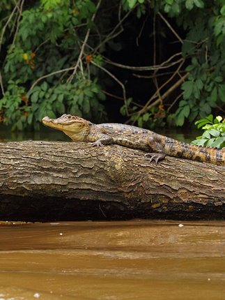 A caiman rests motionless on a log in Cano negro's murky river, blending into the wetland wilderness. 