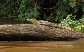 A caiman rests motionless on a log in Cano negro's murky river, blending into the wetland wilderness.