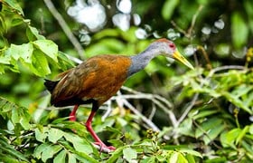 Biodiversité Costa Rica