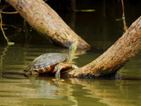 A turtle basks on a sunlit log in Costa Rica's calm wetlands, soaking up the jungle serenity. 