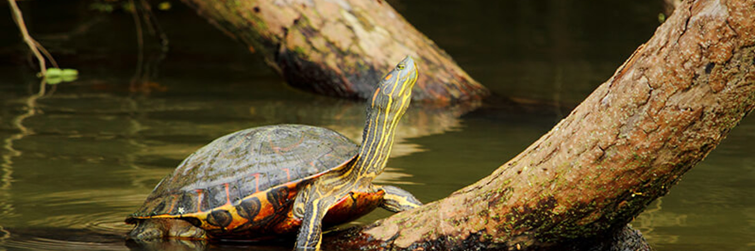 A turtle basks on a sunlit log in Costa Rica's calm wetlands, soaking up the jungle serenity. 