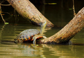 A turtle basks on a sunlit log in Costa Rica's calm wetlands, soaking up the jungle serenity. 