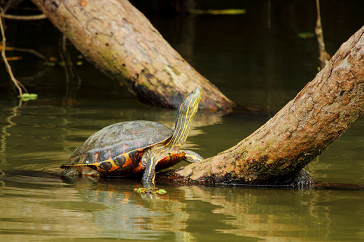 A turtle basks on a sunlit log in Costa Rica's calm wetlands, soaking up the jungle serenity. 
