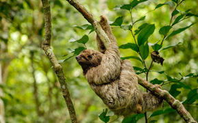 A relaxed sloth dangles from a branch in the lush Costa Rican rainforest, embracing pura vida vibes. 