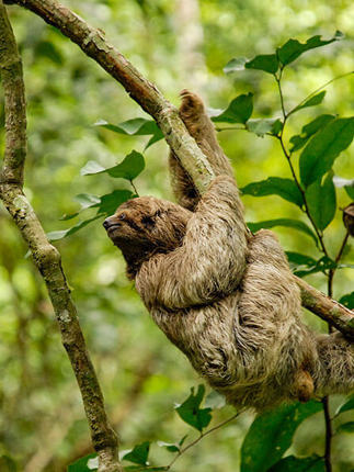 A relaxed sloth dangles from a branch in the lush Costa Rican rainforest, embracing pura vida vibes. 