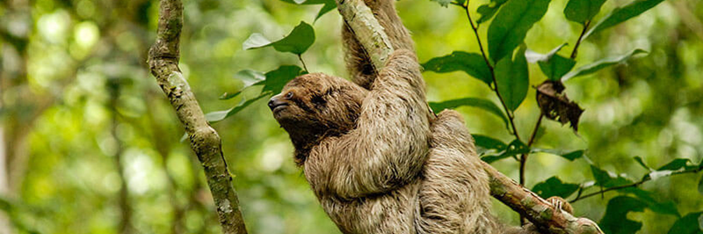 A relaxed sloth dangles from a branch in the lush Costa Rican rainforest, embracing pura vida vibes. 