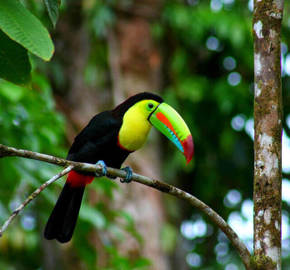 Toucan au Costa Rica