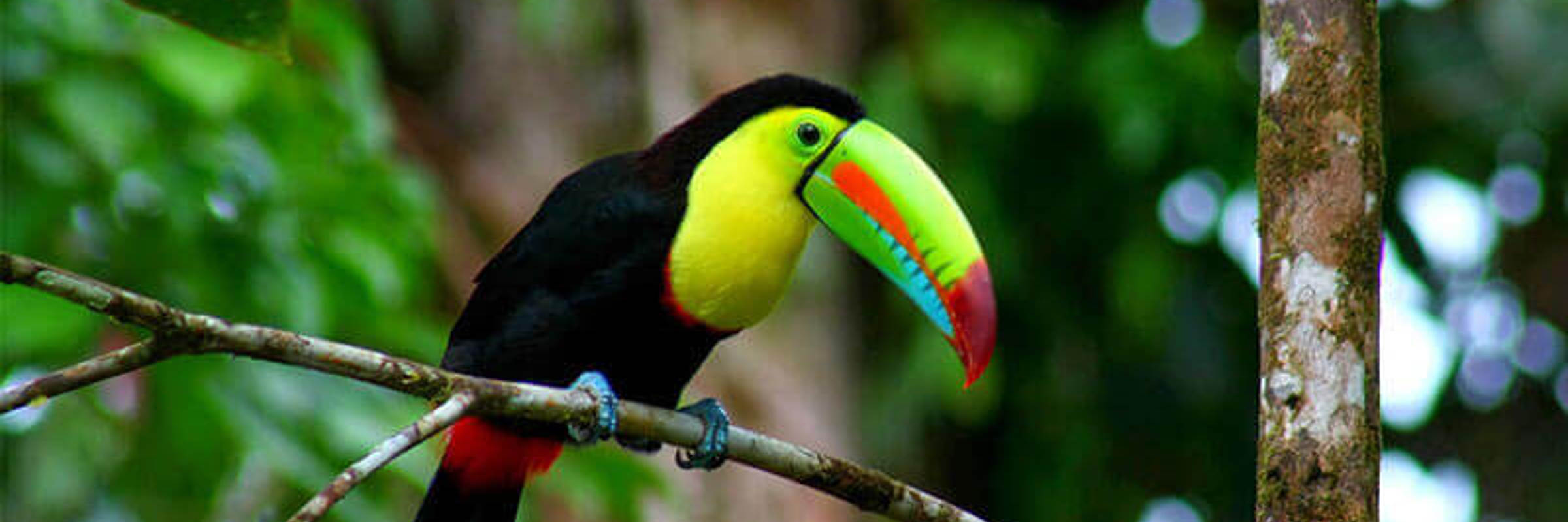 Toucan 
