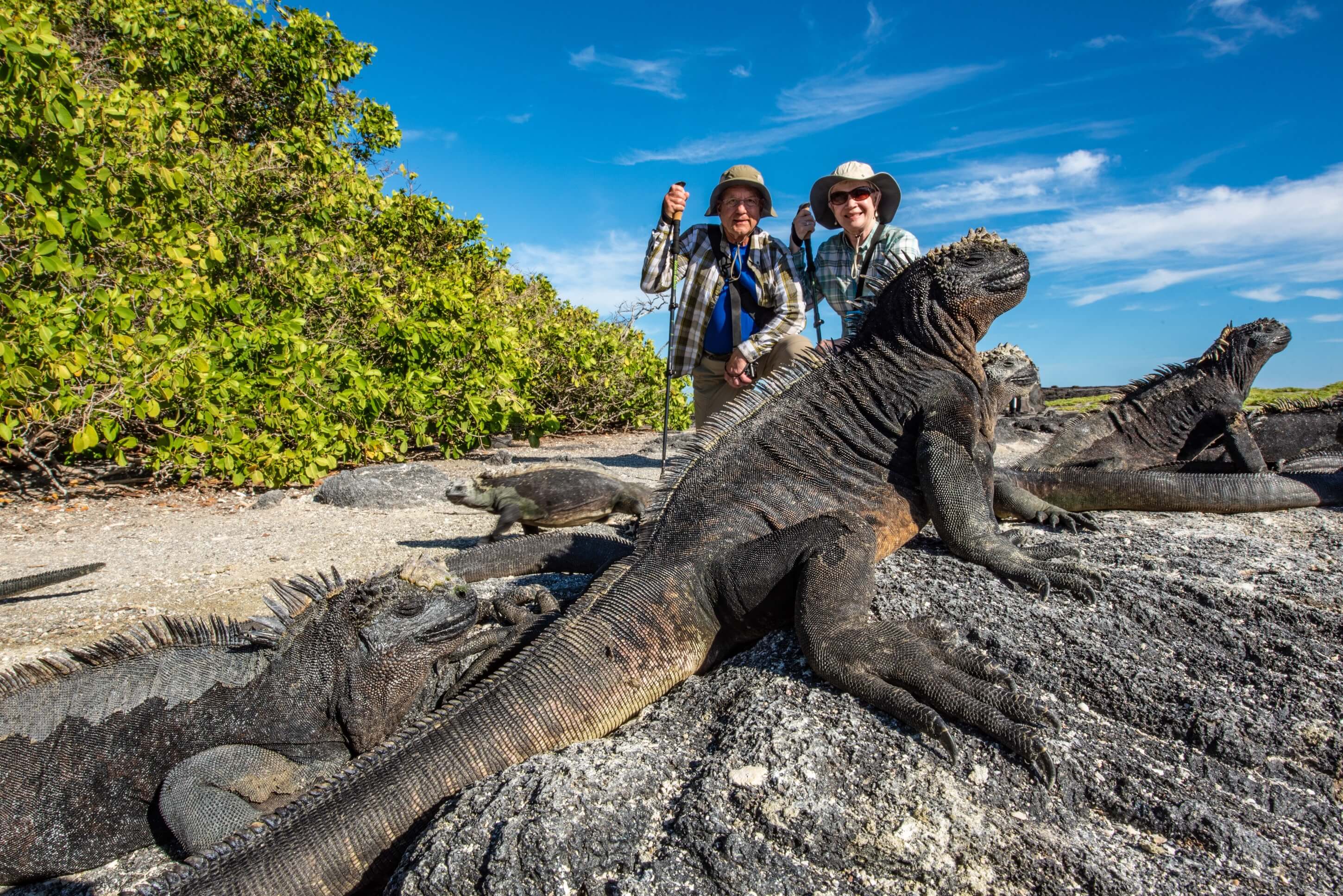 Marine iguanas bask on volcanic rocks at Punta Espinoza, Galapagos, Ecuador.